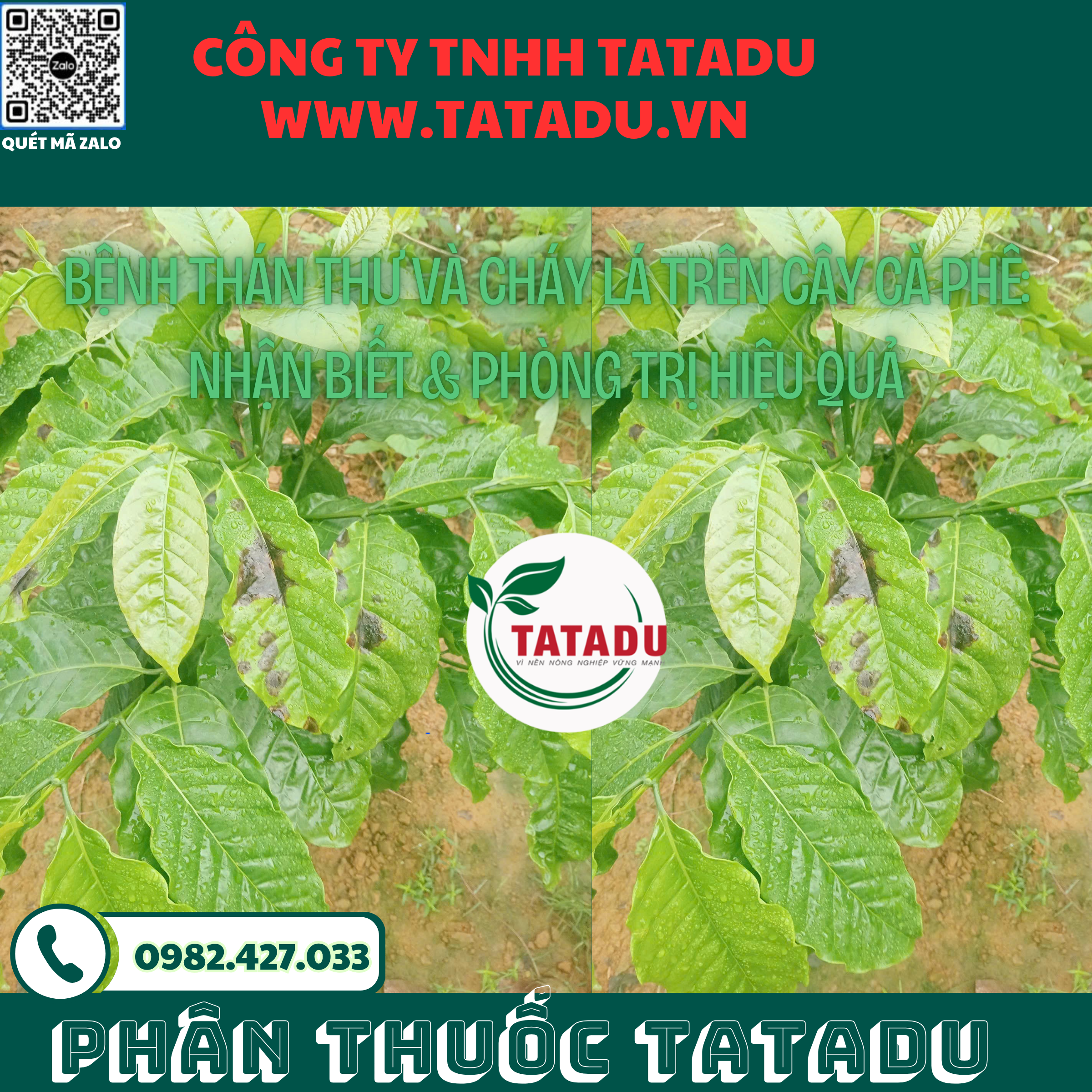 BENH THAN THU VA CHAY LA TREN CAY CA PHE NHAN BIET PHONG TRI HIEU QUA