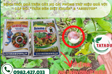 BỆNH THỐI QUẢ TRÊN CÂY HỌ CÀ: PHÒNG TRỪ HIỆU QUẢ VỚI CẶP ĐÔI “THẦN ĐÈN DIỆT KHUẨN” & “ASIEUTOP”!