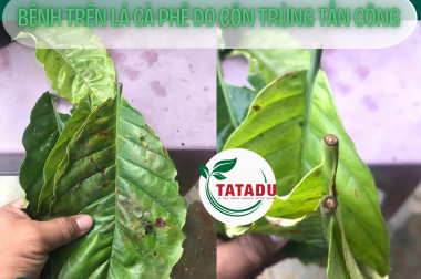 BỆNH TRÊN LÁ CÀ PHÊ DO CÔN TRÙNG TẤN CÔNG: MỌT ĐỤC CÀNH, BỌ XÉN TÓC