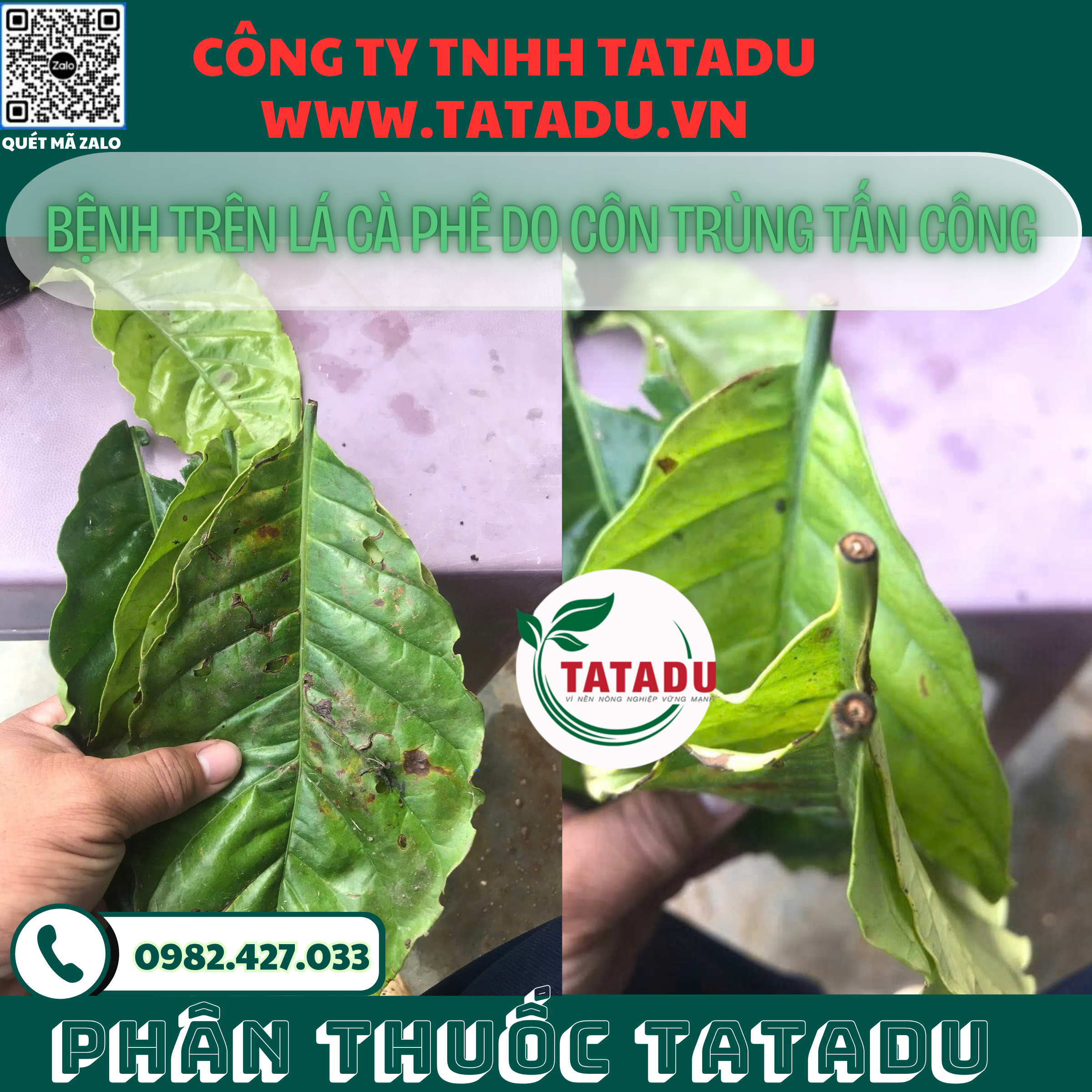 BENH TREN LA CA PHE DO CON TRUNG TAN CONG