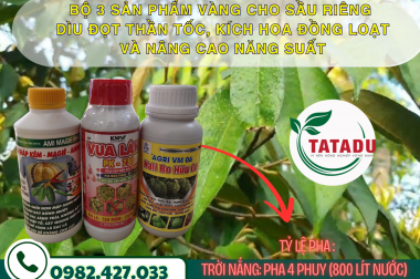 BỘ 3 SẢN PHẨM VÀNG CHO SẦU RIÊNG: DÌU ĐỌT THẦN TỐC, KÍCH HOA ĐỒNG LOẠT VÀ NÂNG CAO NĂNG SUẤT