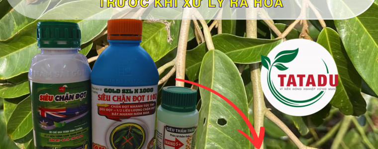 BO CHAN DOT TUC THI GIAI PHAP HIEU QUA CHO SAU RIENG TRUOC KHI XU LY RA HOA