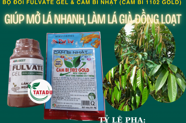 BỘ ĐÔI DƯỠNG LÁ VƯỢT TRỘI: FULVATE GEL + CAM BI NHẬT (CAM BI 1102 GOLD) – MỞ LÁ NHANH, LÀM LÁ GIÀ ĐỒNG LOẠT