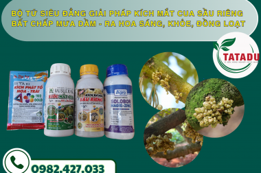 GIẢI PHÁP KÍCH MẮT CUA SẦU RIÊNG BẤT CHẤP MƯA DẦM – RA HOA SÁNG, KHỎE, ĐỒNG LOẠT
