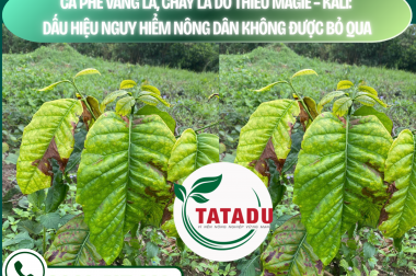 CÀ PHÊ VÀNG LÁ, CHÁY LÁ DO THIẾU MAGIE – KALI: DẤU HIỆU NGUY HIỂM NÔNG DÂN KHÔNG ĐƯỢC BỎ QUA