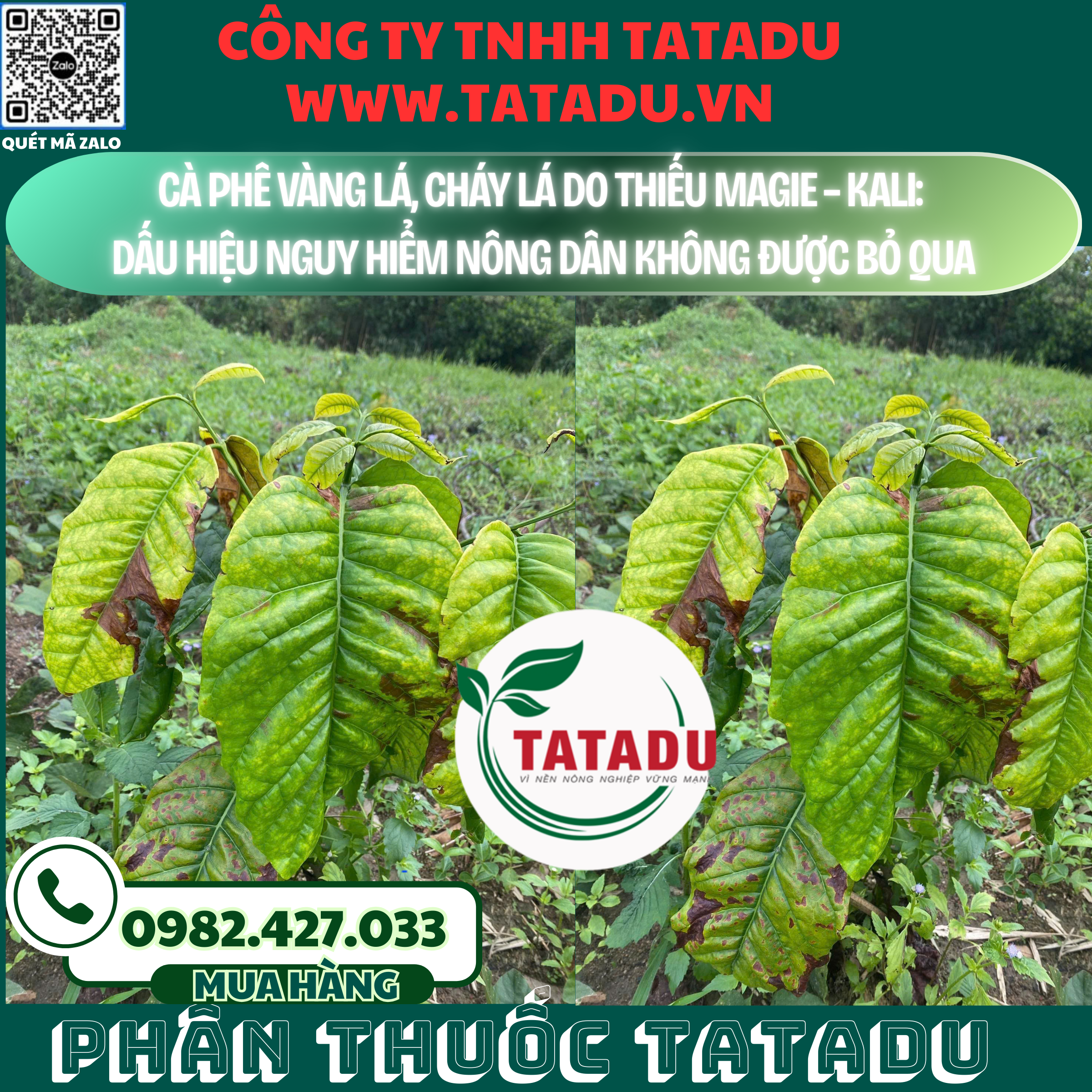 CA PHE VANG LA CHAY LA DO THIEU MAGIE – KALI DAU HIEU NGUY HIEM NONG DAN KHONG DUOC BO QUA