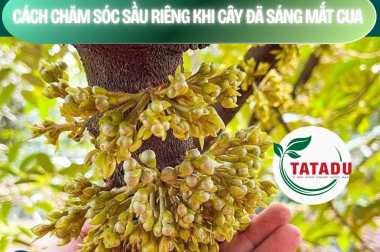 Bí Quyết Vàng Chăm Sóc Sầu Riêng Giai Đoạn Sáng Mắt Cua: Bông Khỏe, Chống Rụng, Tăng Tỷ Lệ Đậu Trái