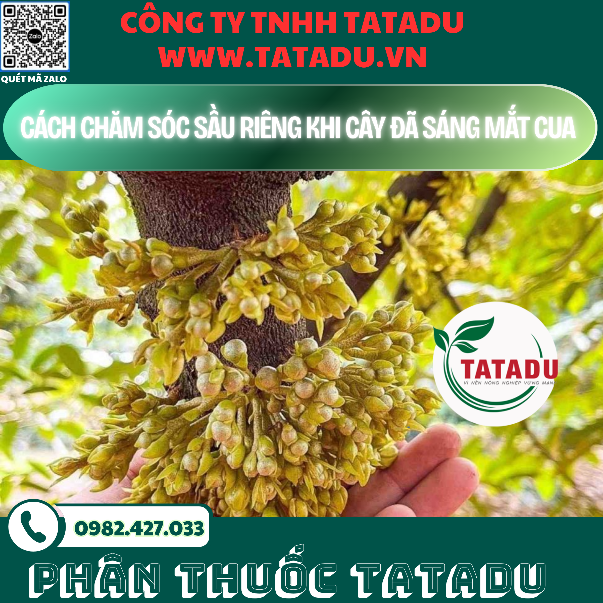CACH CHAM SOC SAU RIENG KHI CAY DA SANG MAT CUA