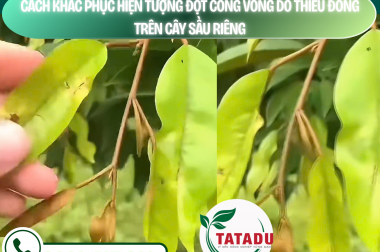 CÁCH KHẮC PHỤC ĐỌT CONG VÒNG DO THIẾU ĐỒNG TRÊN CÂY SẦU RIÊNG