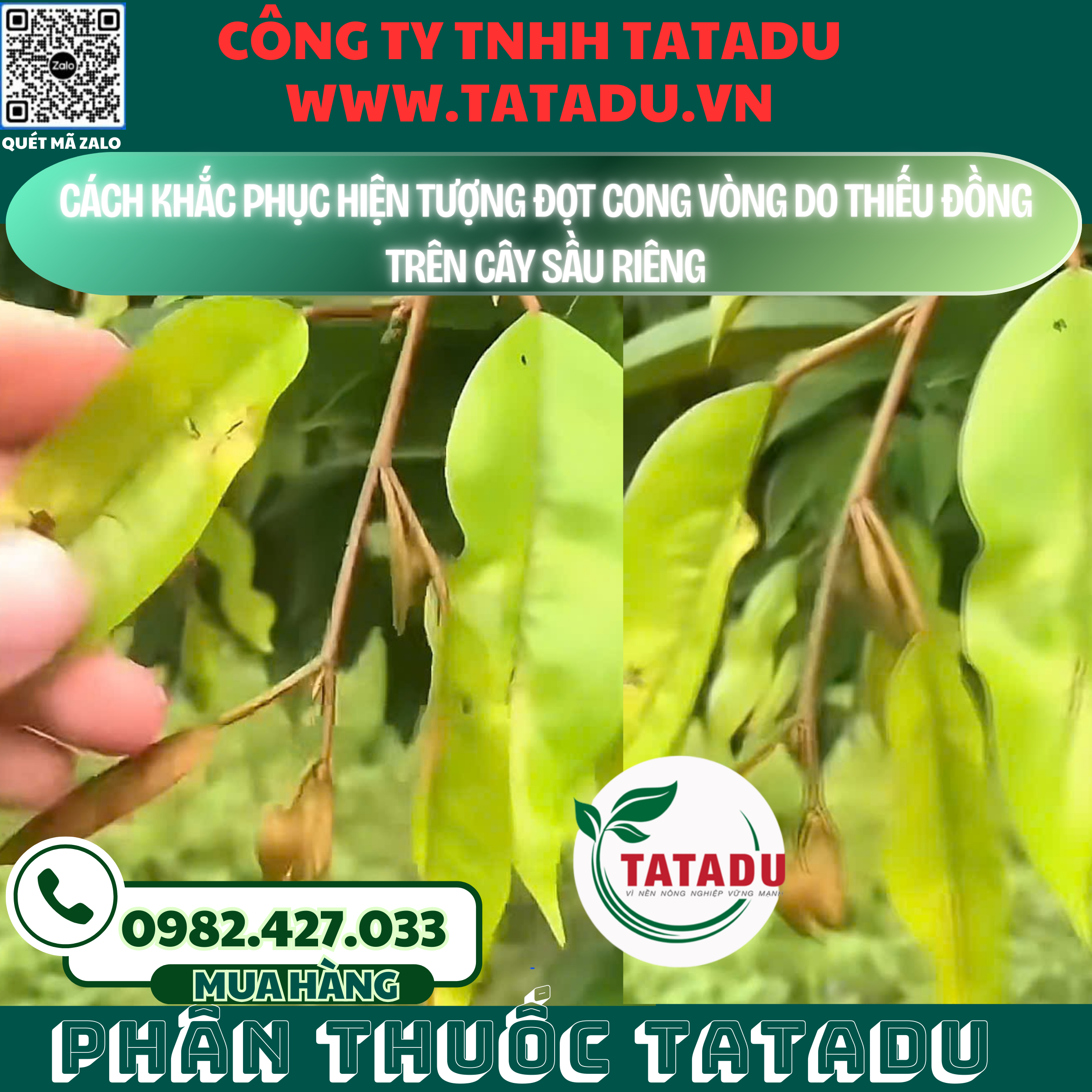 CACH KHAC PHUC HIEN TUONG DOT CONG VONG DO THIEU DONG TREN CAY SAU RIENG