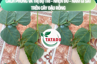 CÁCH PHÒNG VÀ TRỊ BỌ TRĨ – NHỆN ĐỎ – NẤM GỈ SẮT TRÊN CÂY ĐẬU RỒNG