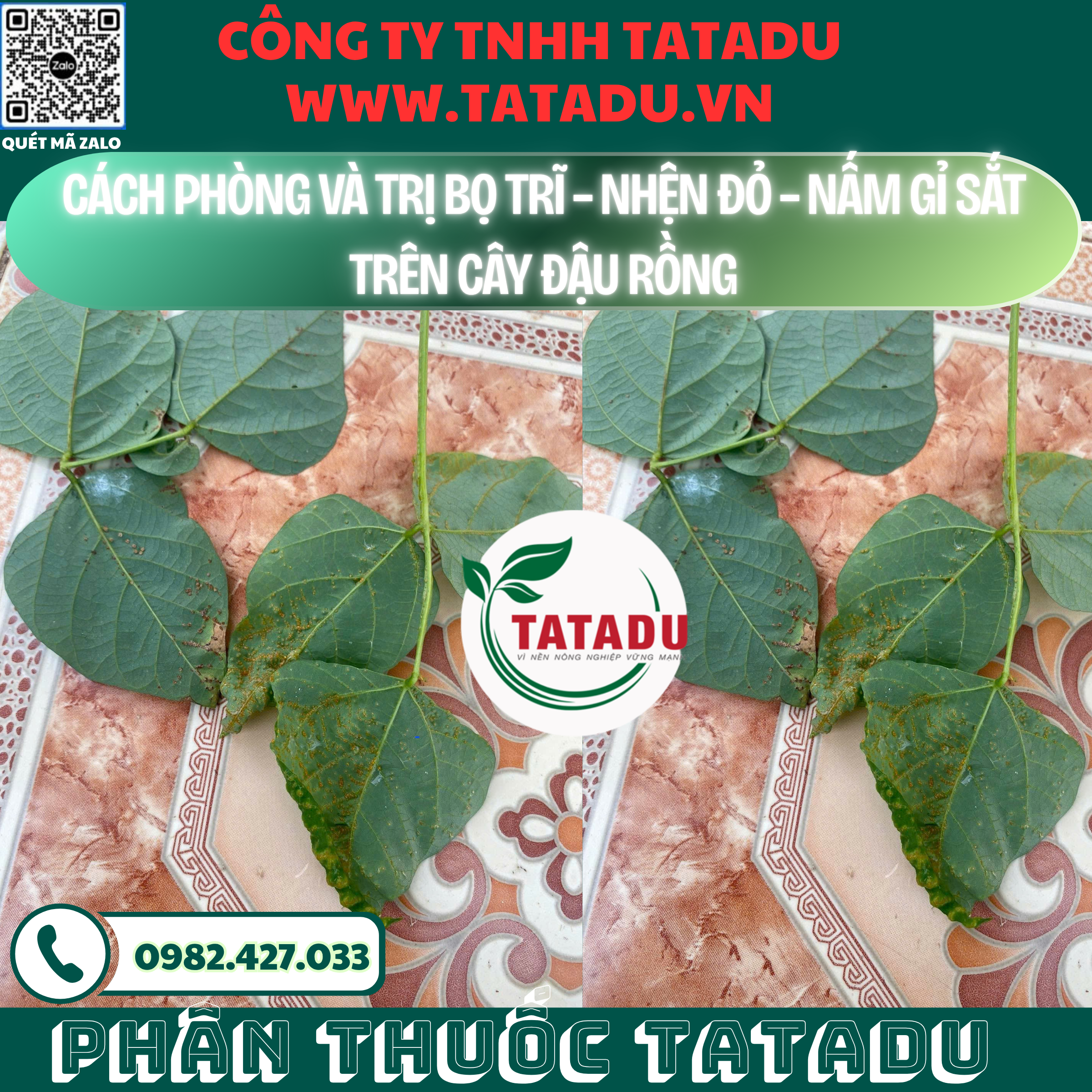 CACH PHONG VA TRI BO TRI – NHEN DO – NAM GI SAT TREN CAY DAU RONG