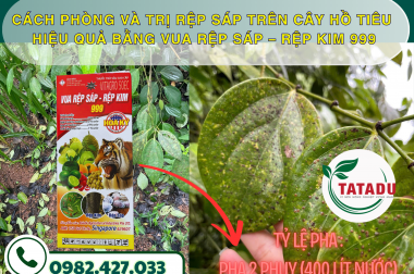 CÁCH PHÒNG VÀ TRỊ RỆP SÁP TRÊN CÂY HỒ TIÊU HIỆU QUẢ BẰNG VUA RỆP SÁP – RỆP KIM 999