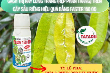 CÁCH TRỊ RẦY LƯNG TRẮNG (RỆP PHẤN TRẮNG) TRÊN CÂY SẦU RIÊNG HIỆU QUẢ BẰNG FASTER 150OD