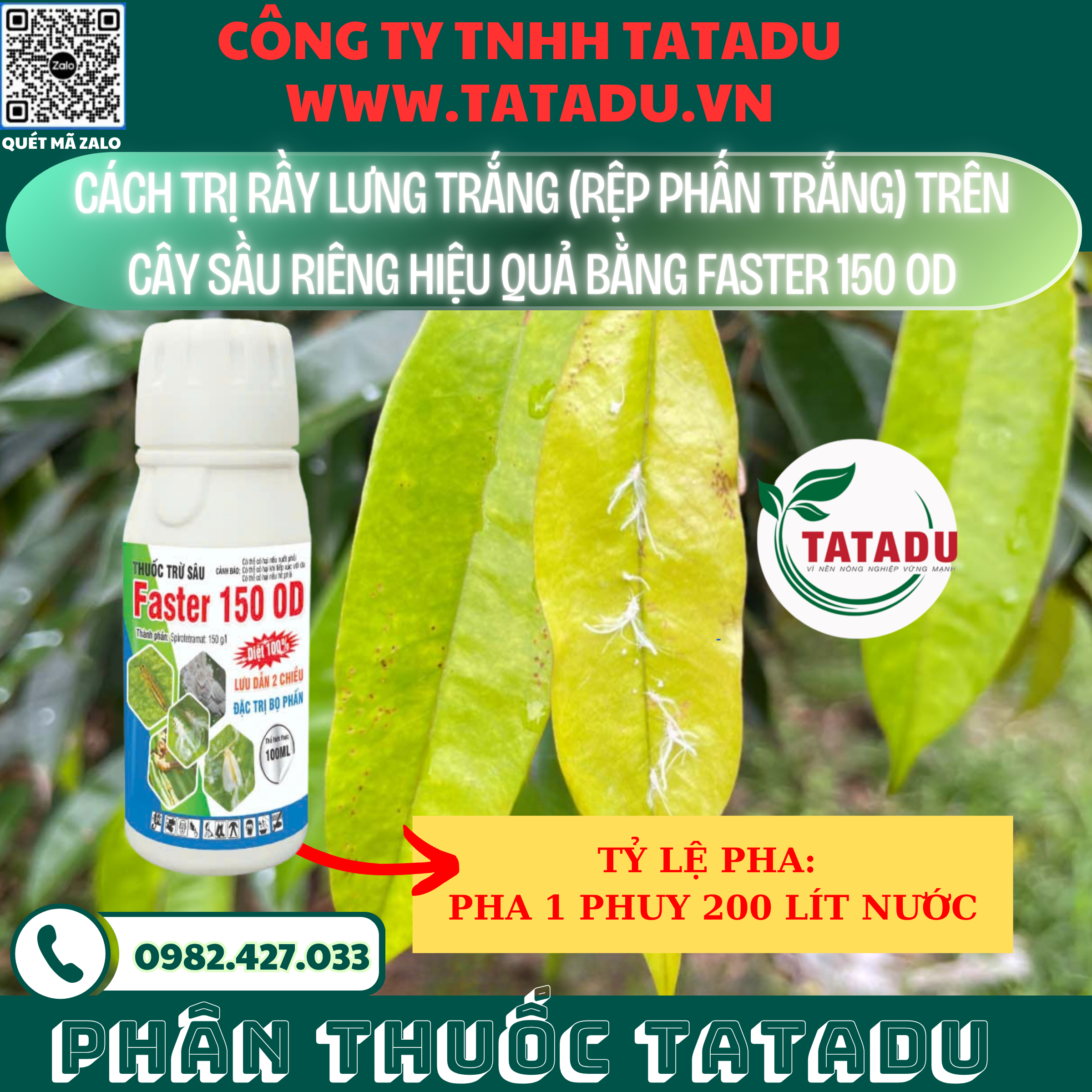 CACH TRI RAY LUNG TRANG REP PHAN TRANG TREN CAY SAU RIENG HIEU QUA BANG FASTER 150 OD