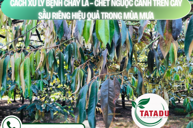 CÁCH XỬ LÝ BỆNH CHÁY LÁ – CHẾT NGƯỢC CÀNH TRÊN CÂY SẦU RIÊNG HIỆU QUẢ TRONG MÙA MƯA