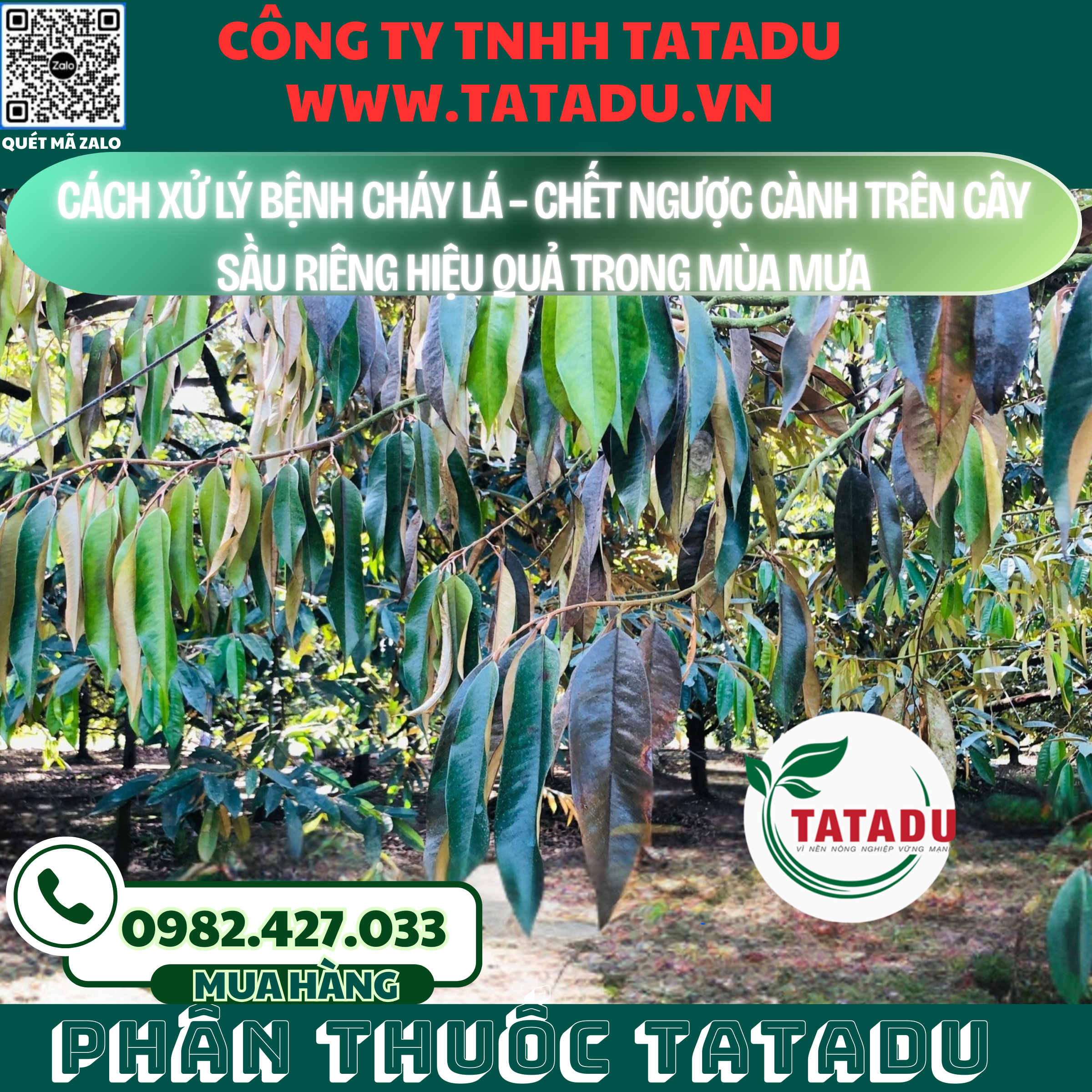 CACH XU LY BENH CHAY LA – CHET NGUOC CANH TREN CAY SAU RIENG HIEU QUA TRONG MUA MUA