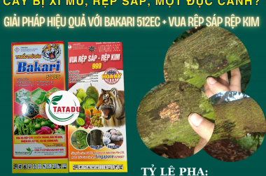 CẢNH BÁO NGUY HIỂM: XÌ MỦ LAN RỘNG KÈM RỆP SÁP – MỌT ĐỤC CÀNH! CÁCH KHỐNG CHẾ TỨC THÌ