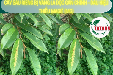 CÂY SẦU RIÊNG BỊ VÀNG LÁ DỌC GÂN CHÍNH – DẤU HIỆU THIẾU MAGIÊ (Mg)