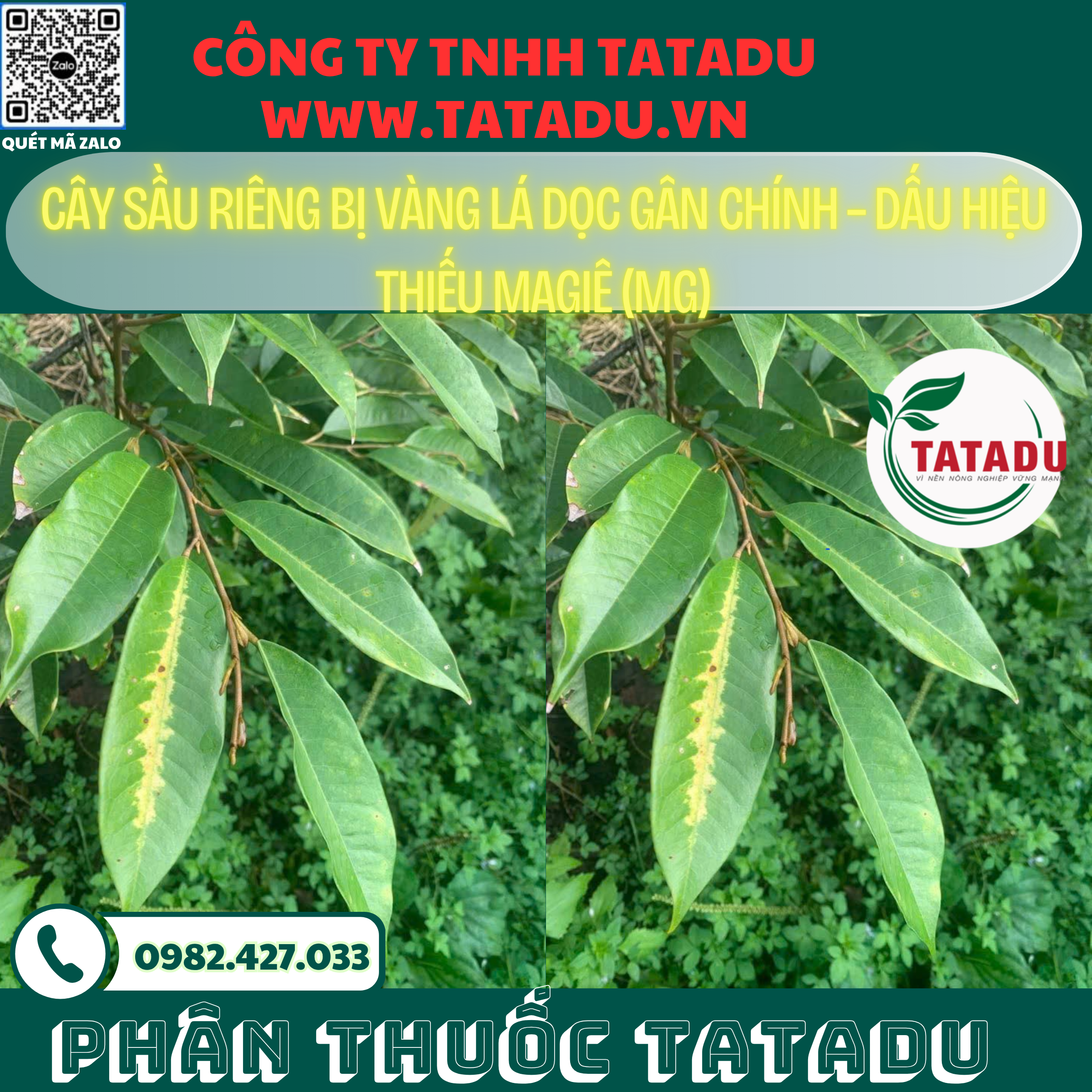 CAY SAU RIENG BI VANG LA DOC GAN CHINH – DAU HIEU THIEU MAGIE Mg