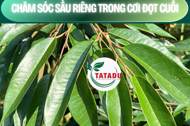 Bí Quyết Chăm Sóc Cơi Đọt Cuối Sầu Riêng: Bước Đệm Vàng Cho Vụ Bông Sai Trĩu Quả
