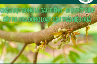 CHẶN ĐỌT BÔNG LÁ SẦU RIÊNG – BÍ QUYẾT GIÚP CÂY RA HOA ĐỒNG LOẠT, ĐẬU TRÁI HIỆU QUẢ