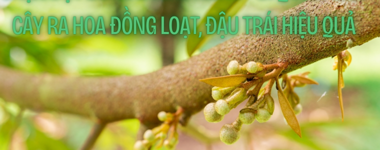 CHAN DOT BONG LA SAU RIENG – BI QUYET GIUP CAY RA HOA DONG LOAT DAU TRAI HIEU QUA