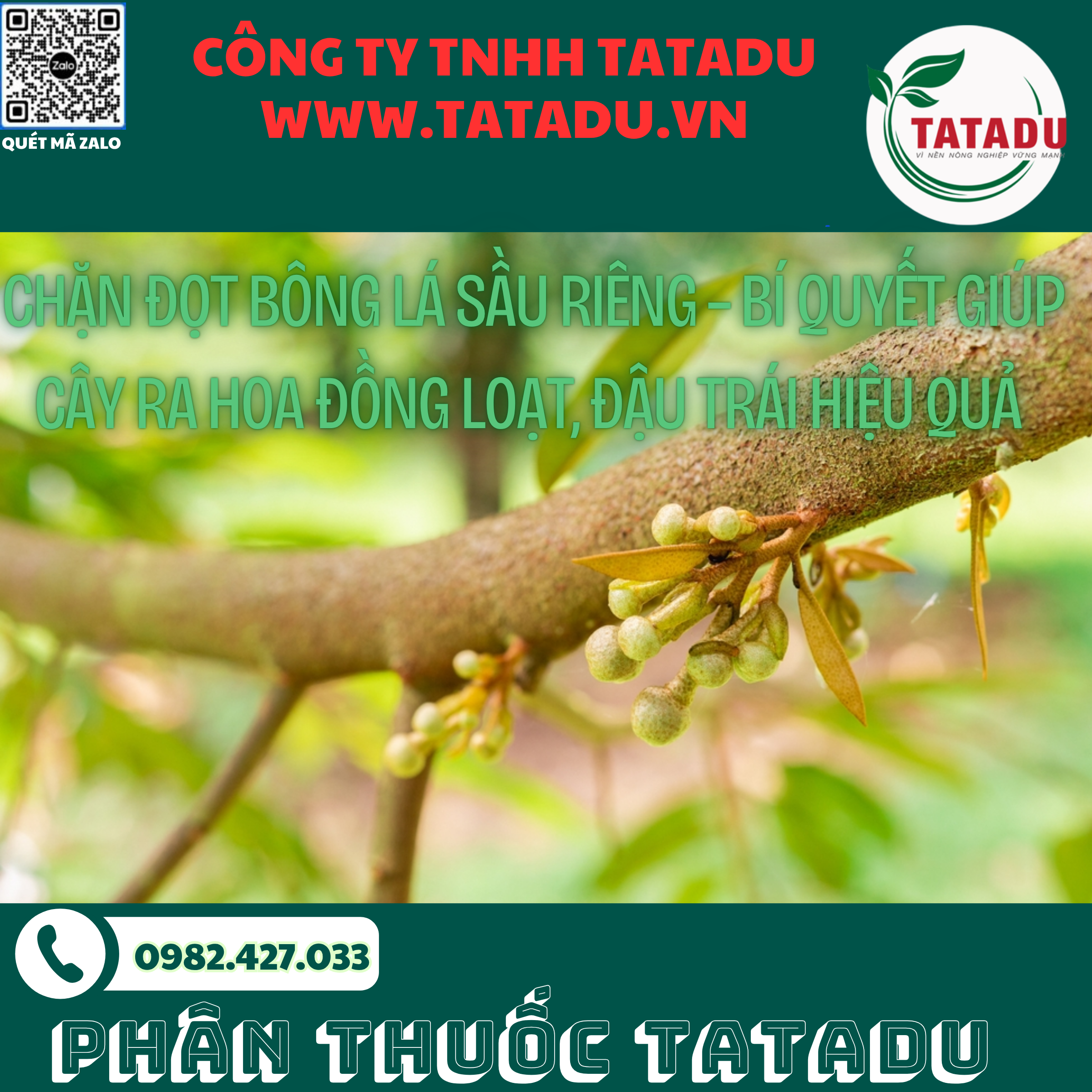 CHAN DOT BONG LA SAU RIENG – BI QUYET GIUP CAY RA HOA DONG LOAT DAU TRAI HIEU QUA