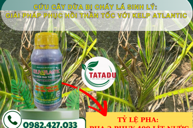 CỨU CÂY DỪA BỊ CHÁY LÁ SINH LÝ: GIẢI PHÁP PHỤC HỒI THẦN TỐC VỚI KELP ATLANTIC