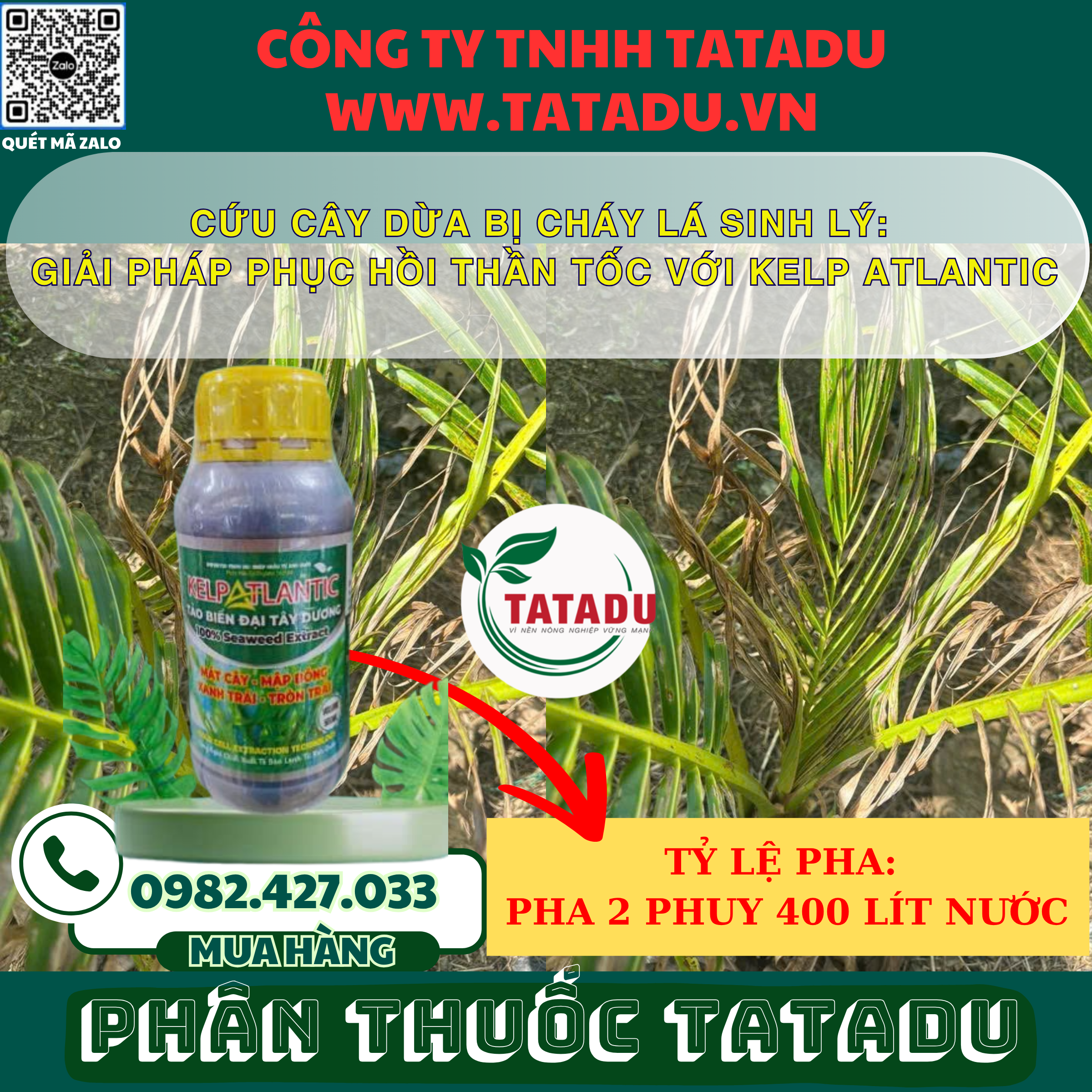 CUU CAY DUA BI CHAY LA SINH LY GIAI PHAP PHUC HOI THAN TOC VOI KELP ATLANTIC