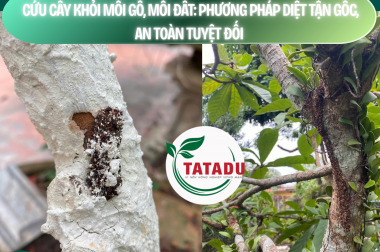 CỨU CÂY KHỎI MỐI GỖ, MỐI ĐẤT: PHƯƠNG PHÁP DIỆT TẬN GỐC, AN TOÀN TUYỆT ĐỐI