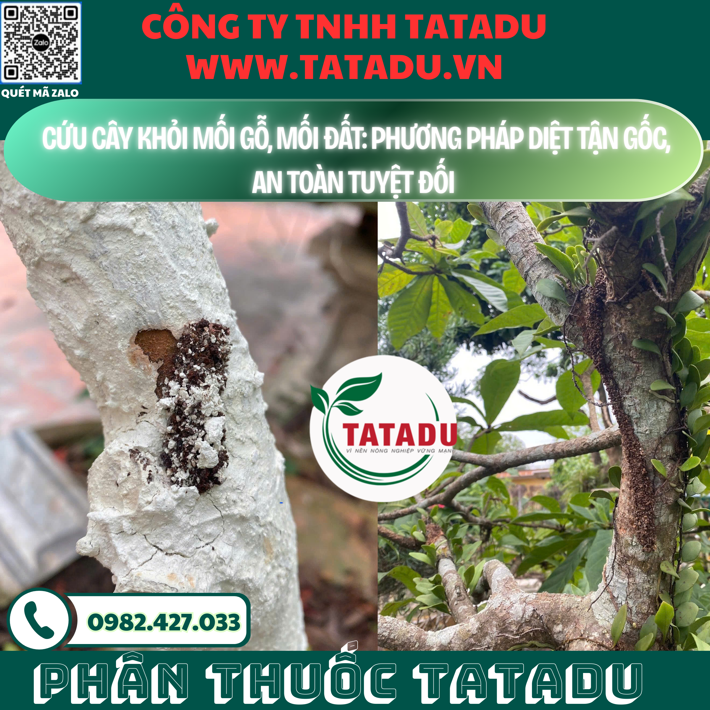 CUU CAY KHOI MOI GO MOI DAT PHUONG PHAP DIET TAN GOC AN TOAN TUYET DOI