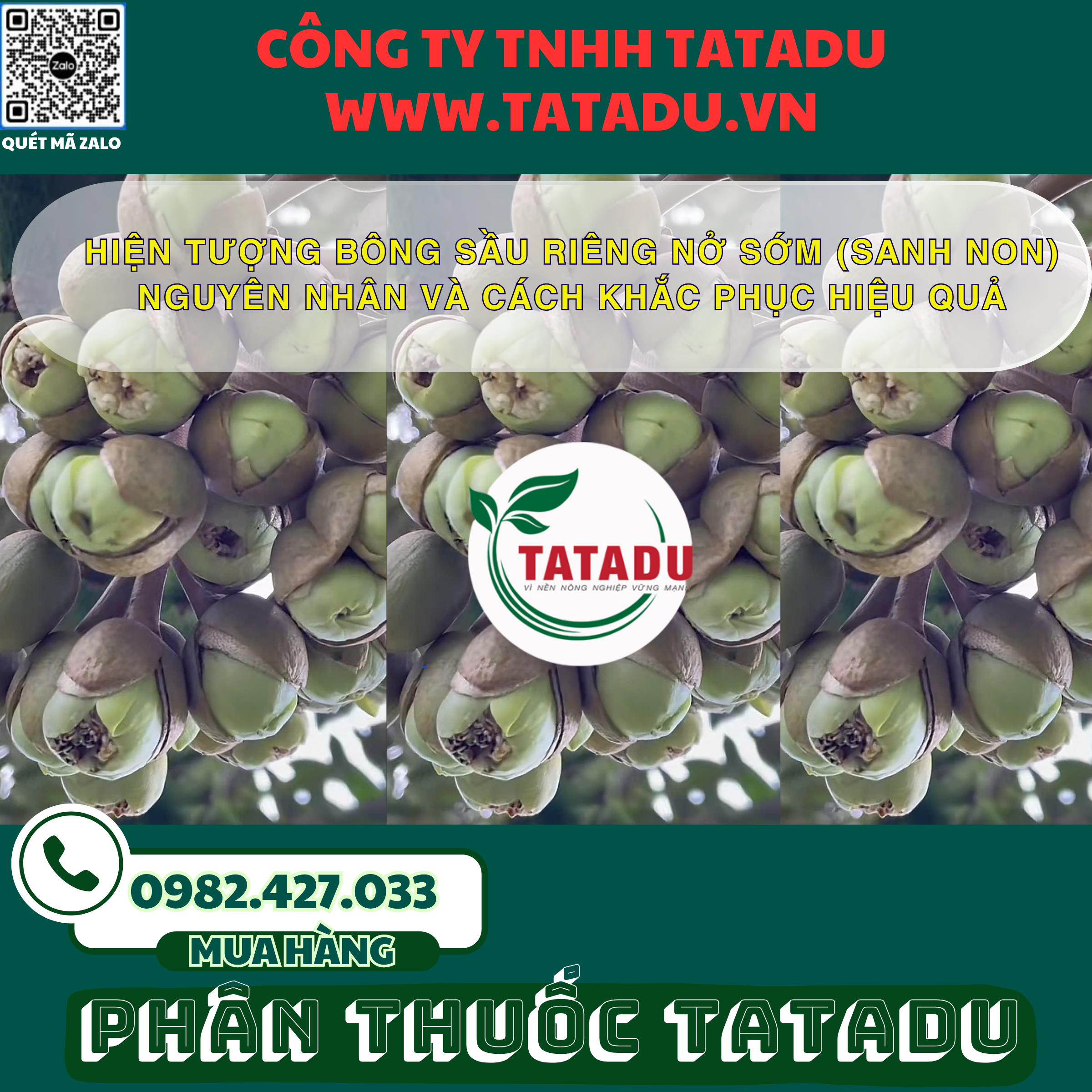 HIEN TUONG BONG SAU RIENG NO SOM SANH NON NGUYEN NHAN VA CACH KHAC PHUC HIEU QUA HIEN TUONG BONG SAU RIENG NO SOM SANH NON NGUYEN NHAN VA CACH KHAC PHUC HIEU QUA