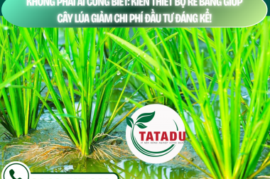 KHÔNG PHẢI AI CŨNG BIẾT: KIẾN THIẾT BỘ RỄ BÀNG GIÚP CÂY LÚA GIẢM CHI PHÍ ĐẦU TƯ ĐÁNG KỂ!