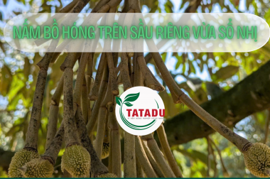 NẤM BỒ HÓNG TRÊN SẦU RIÊNG VỪA SỔ NHỊ: NHẬN DIỆN, NGUYÊN NHÂN & CÁCH KHẮC PHỤC