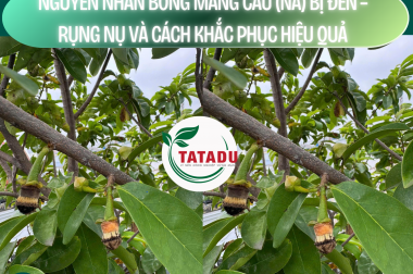 NGUYÊN NHÂN BÔNG MÃNG CẦU (NA) BỊ ĐEN – RỤNG NỤ VÀ CÁCH KHẮC PHỤC HIỆU QUẢ