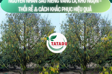 NGUYÊN NHÂN SẦU RIÊNG VÀNG LÁ, KHÔ NGỌN – THỐI RỄ & CÁCH KHẮC PHỤC HIỆU QUẢ