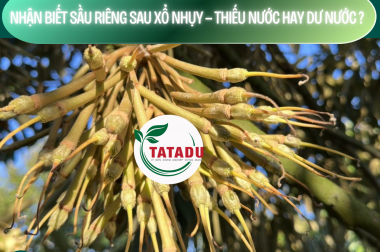 NHẬN BIẾT SẦU RIÊNG SAU XỔ NHỤY — THIẾU NƯỚC HAY DƯ NƯỚC ?