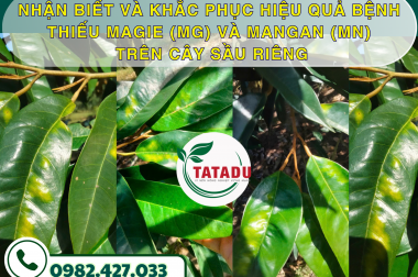 NHẬN BIẾT VÀ KHẮC PHỤC HIỆU QUẢ BỆNH THIẾU MAGIE (MG) VÀ MANGAN (MN) TRÊN CÂY SẦU RIÊNG
