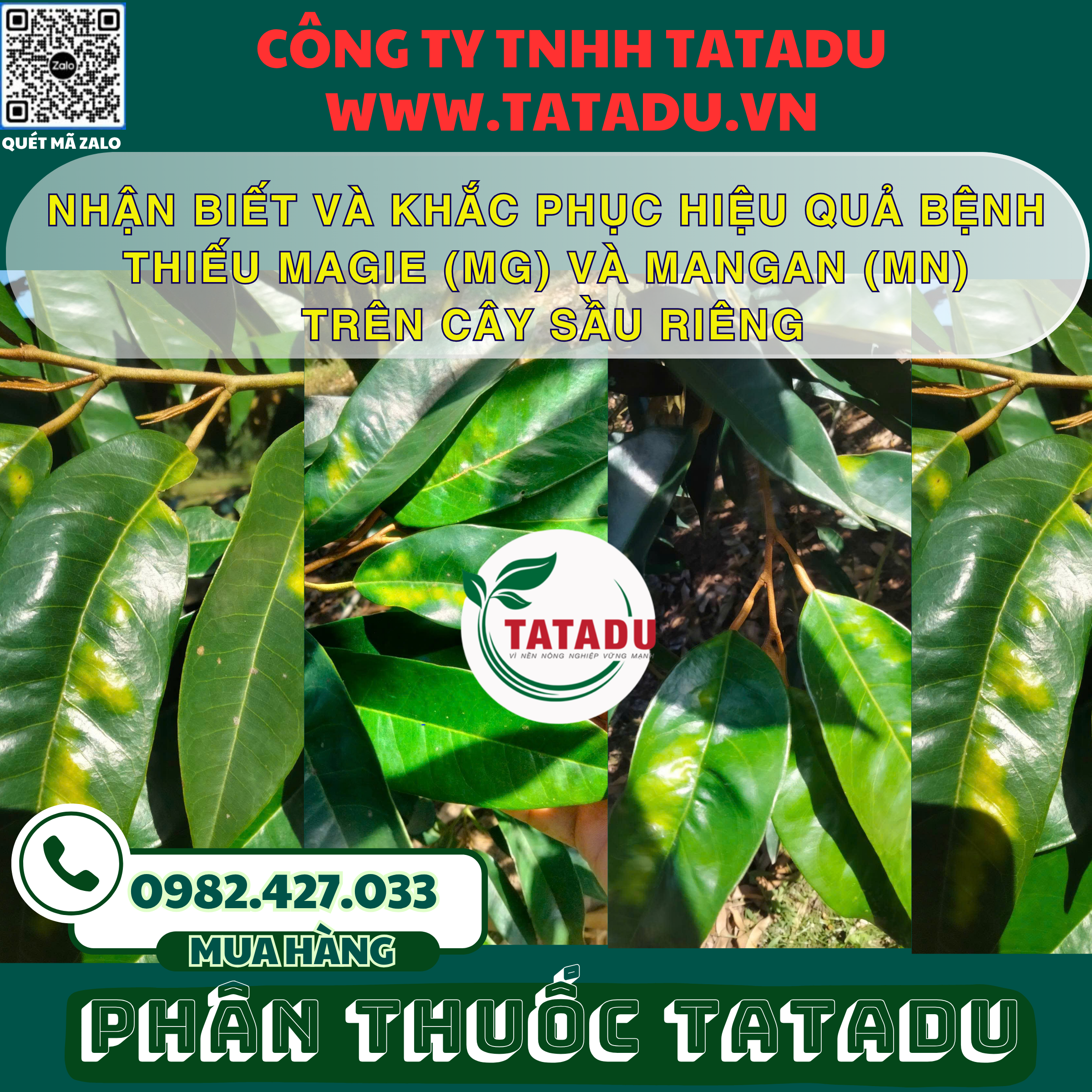 NHAN BIET VA KHAC PHUC HIEU QUA BENH THIEU MAGIE MG VA MANGAN MN TREN CAY SAU RIENG