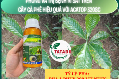 PHÒNG VÀ TRỊ BỆNH RỈ SẮT TRÊN CÂY CÀ PHÊ HIỆU QUẢ VỚI ACATOP 320SC