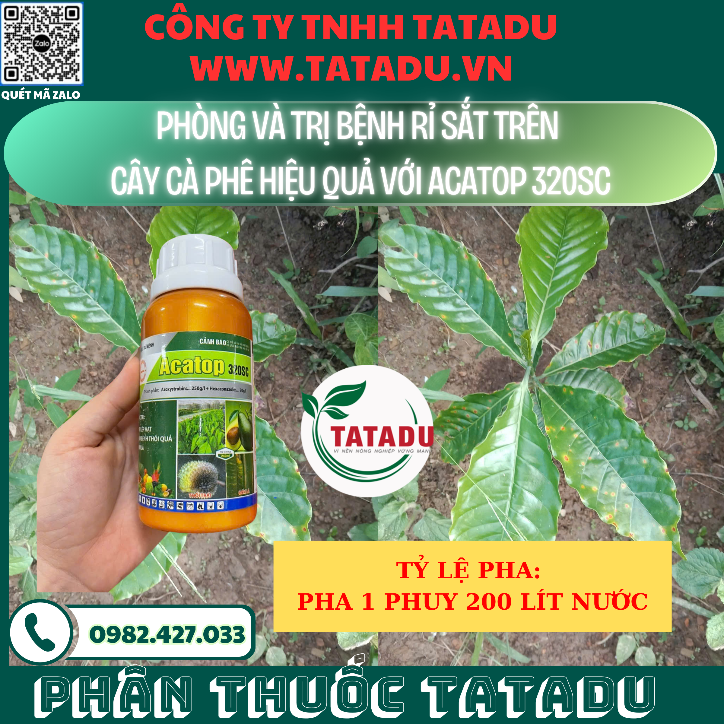 PHONG VA TRI BENH RI SAT TREN CAY CA PHE HIEU QUA VOI ACATOP 320SC