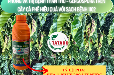 PHÒNG VÀ TRỊ BỆNH THÁN THƯ – CERCOSPORA TRÊN CÂY CÀ PHÊ HIỆU QUẢ VỚI SẠCH BỆNH 1102