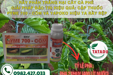 RẦY PHẤN TRẮNG HẠI CÂY CÀ PHÊ: DẤU HIỆU NHẬN BIẾT VÀ GIẢI PHÁP ĐẶC TRỊ HIỆU QUẢ