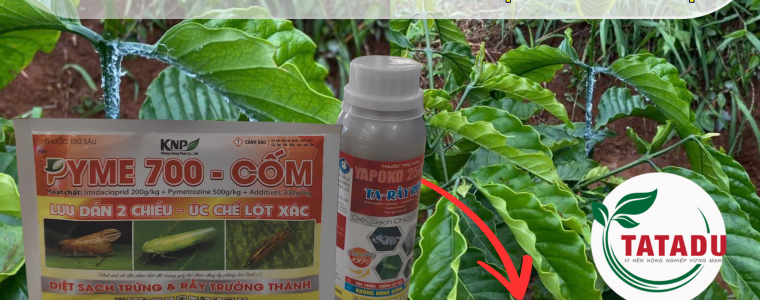 RẦY PHẤN TRẮNG HẠI CÂY CÀ PHÊ: DẤU HIỆU NHẬN BIẾT VÀ GIẢI PHÁP ĐẶC TRỊ HIỆU QUẢ