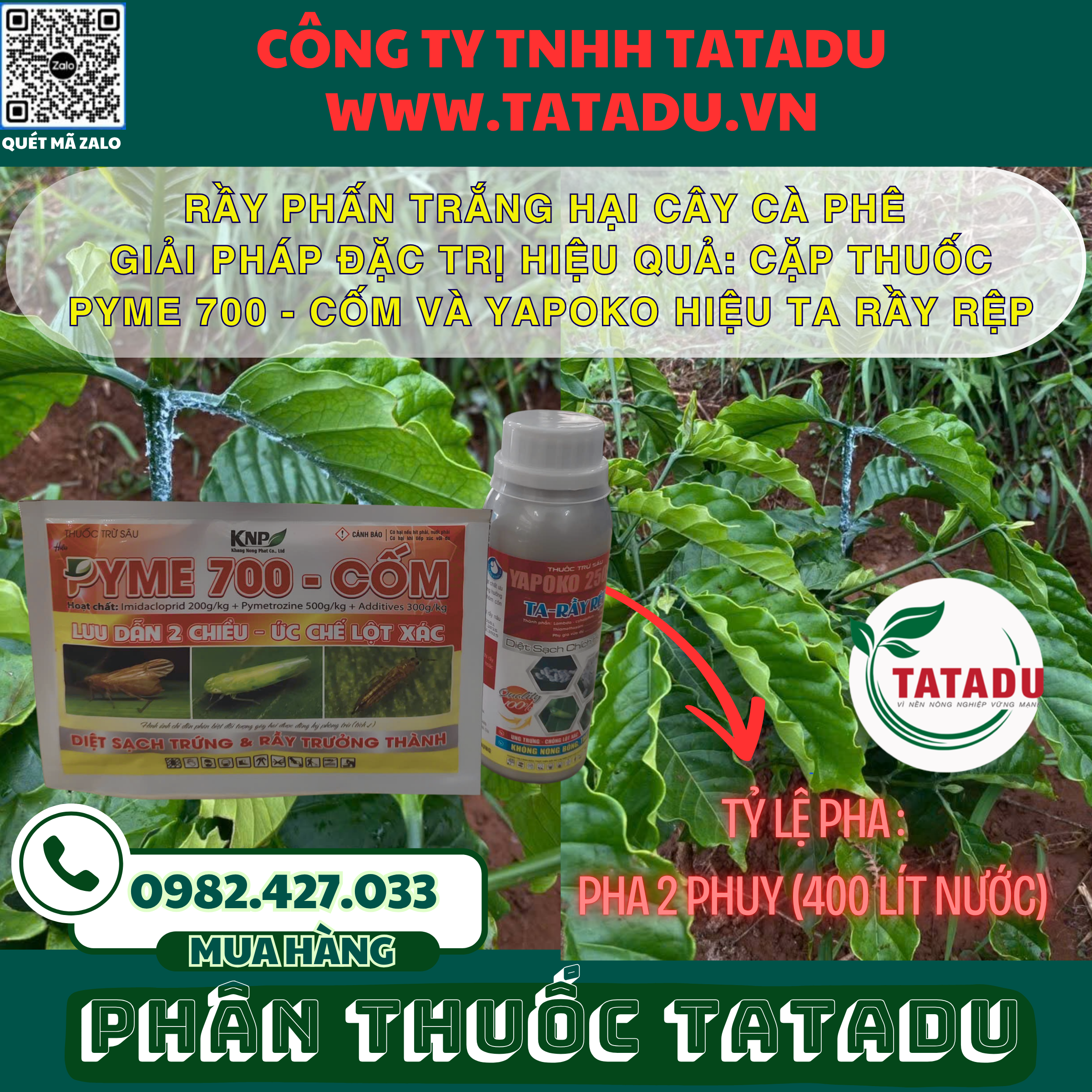 RẦY PHẤN TRẮNG HẠI CÂY CÀ PHÊ: DẤU HIỆU NHẬN BIẾT VÀ GIẢI PHÁP ĐẶC TRỊ HIỆU QUẢ 