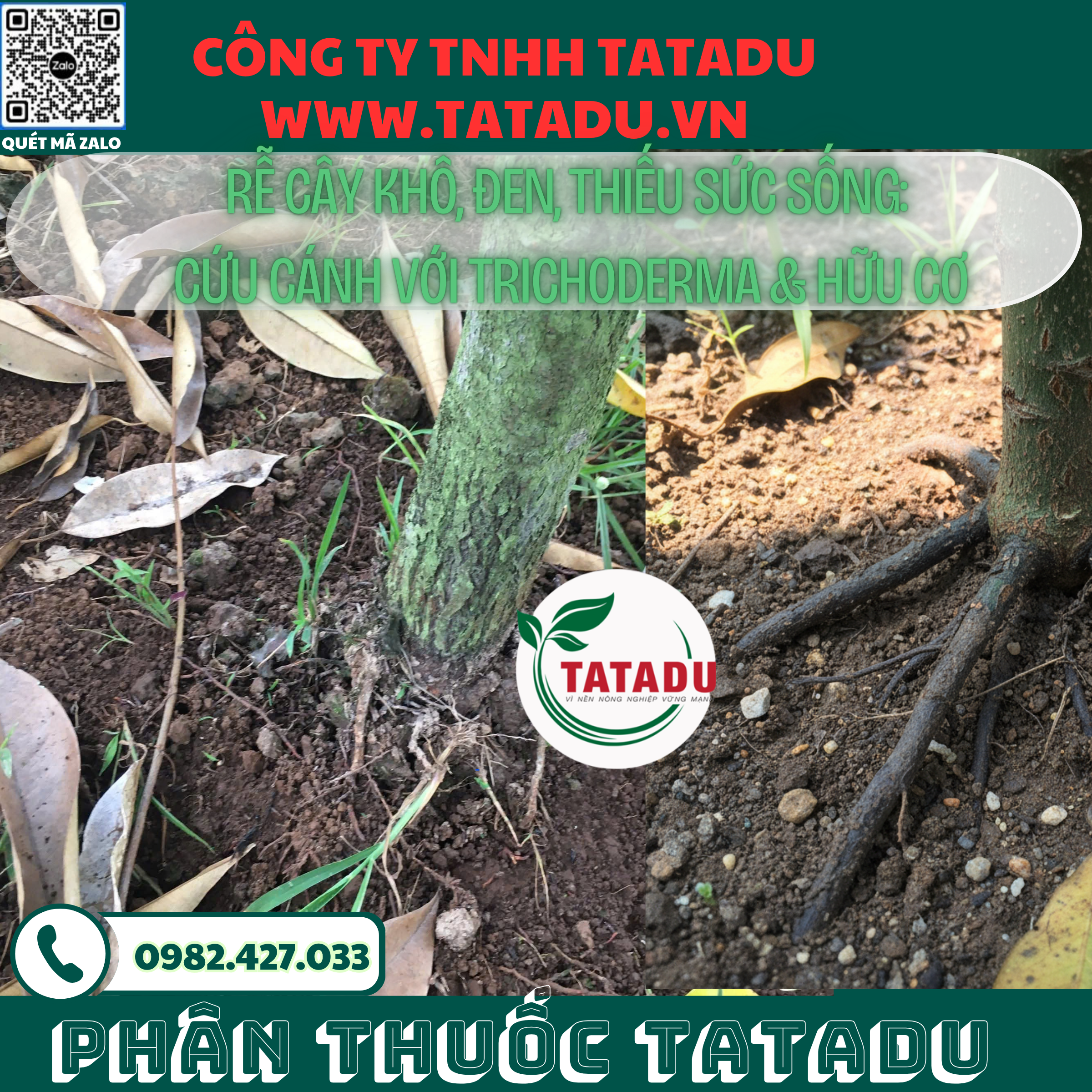 RE CAY KHO DEN THIEU SUC SONG CUU CANH VOI TRICHODERMA HUU CO