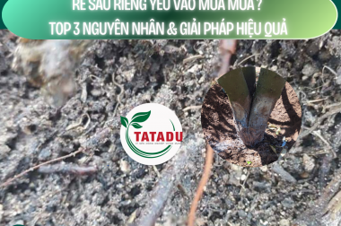 RỄ SẦU RIÊNG YẾU VÀO MÙA MƯA? TOP 3 NGUYÊN NHÂN VÀ GIẢI PHÁP HIỆU QUẢ