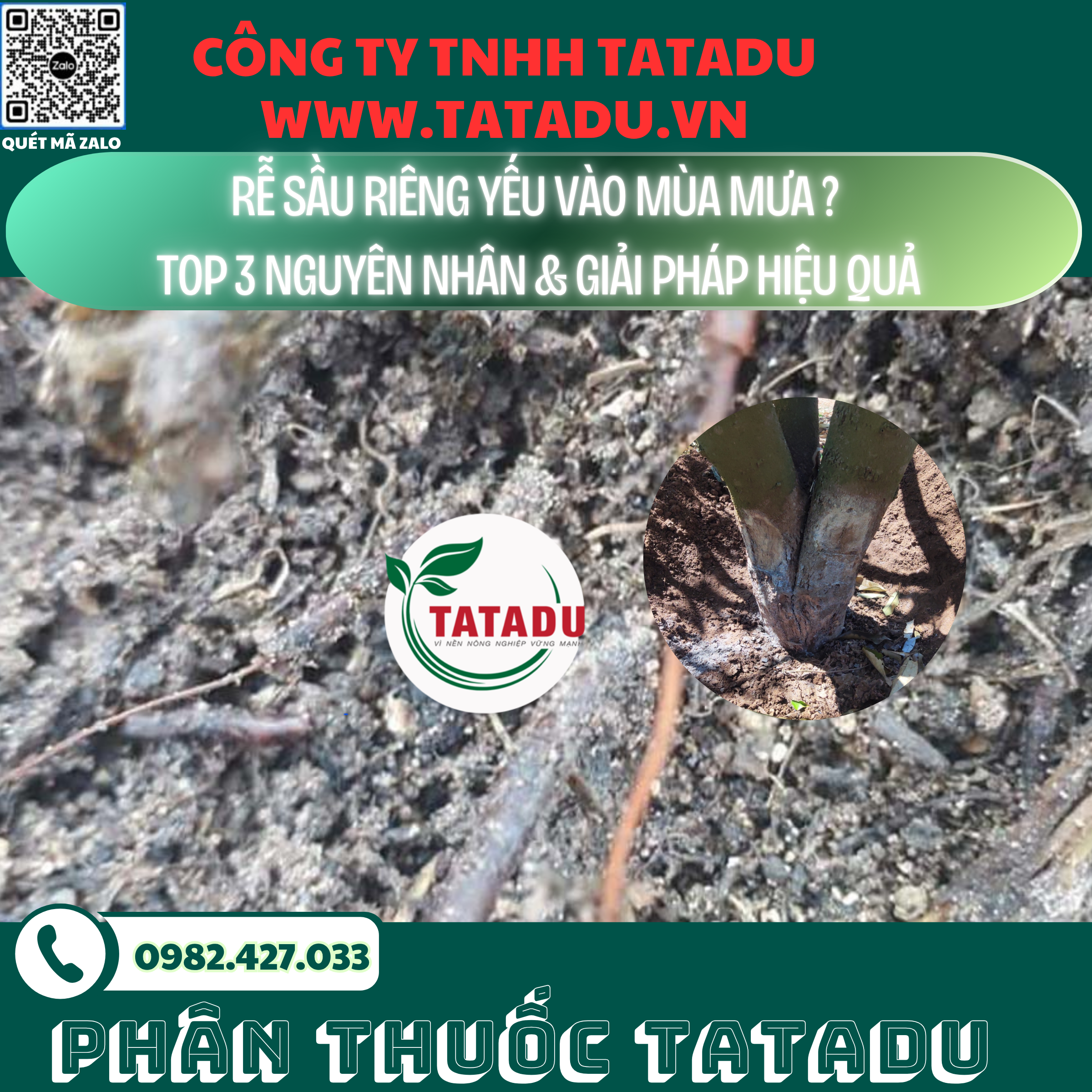 RE SAU RIENG YEU VAO MUA MUA TOP 3 NGUYEN NHAN GIAI PHAP HIEU QUA
