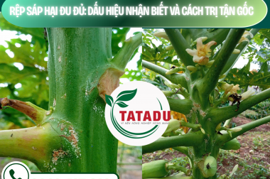 RỆP SÁP HẠI ĐU ĐỦ: DẤU HIỆU NHẬN BIẾT VÀ CÁCH TRỊ TẬN GỐC